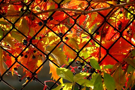 October foliage season