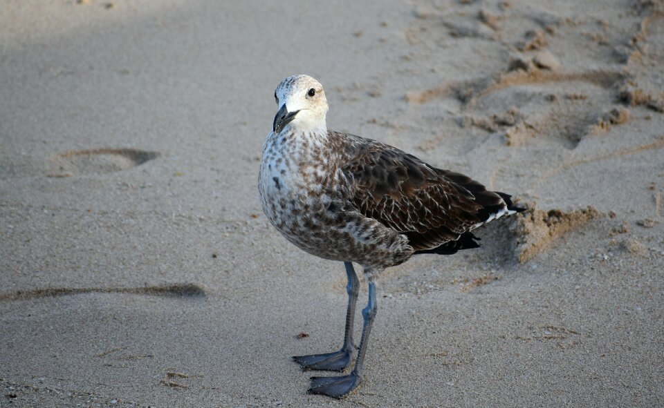 Plumage avian fauna