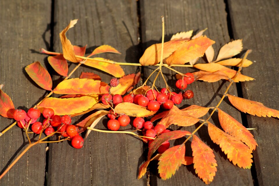 Plant autumn foliage