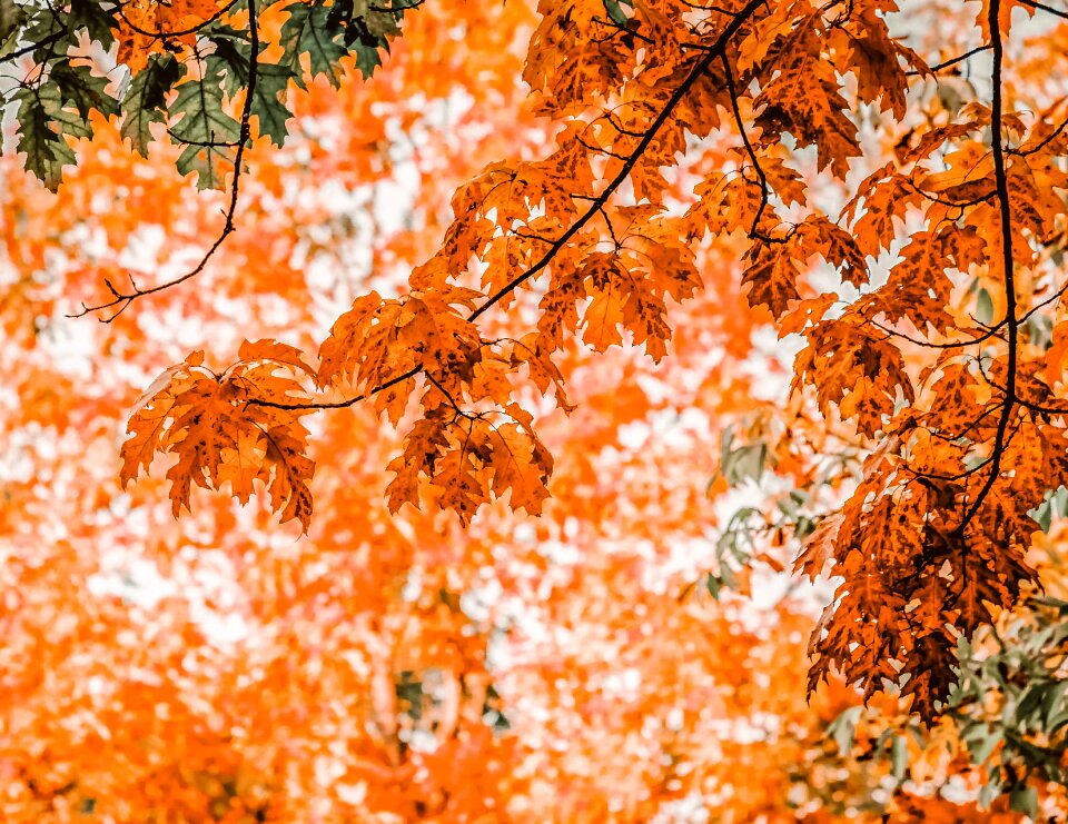 Fall color autumn mood emerge