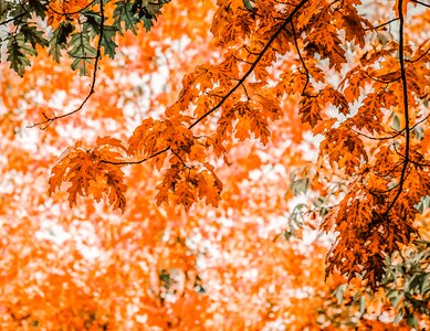 Fall color autumn mood emerge photo