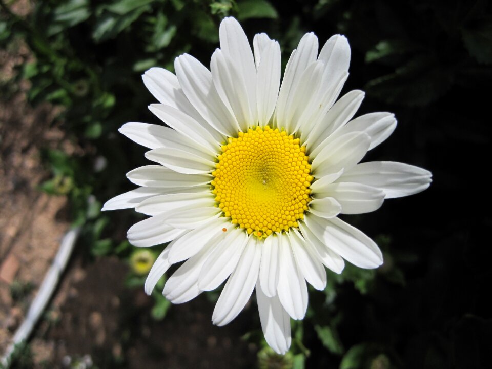 Plant white botany