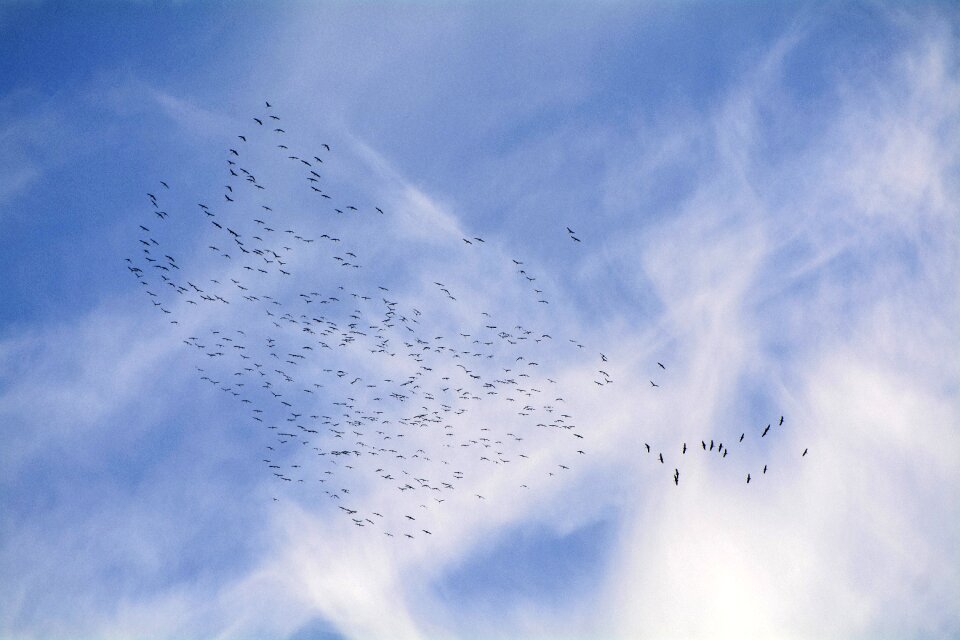 Fly bird flock of birds travel