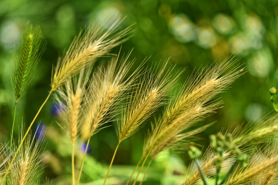Wild perennial nature