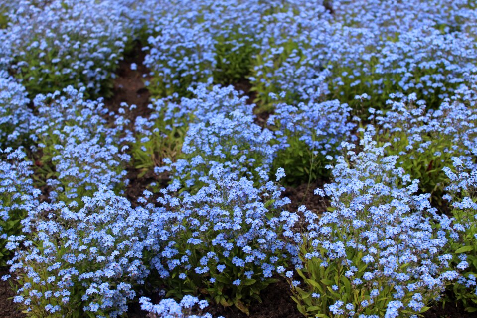 Sea of flowers forget spring