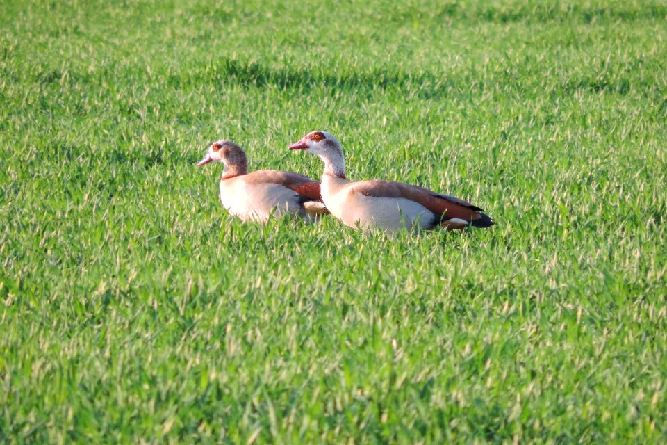 Bird summer animal
