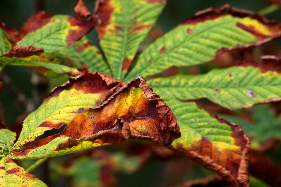 Natural autumn leaves colorful