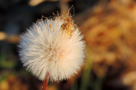 Plant dandelion fluffy