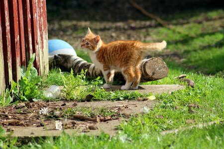 Natural sweet pets