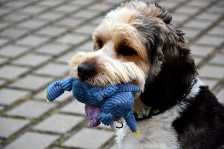 Hybrid mixed breed dog male photo