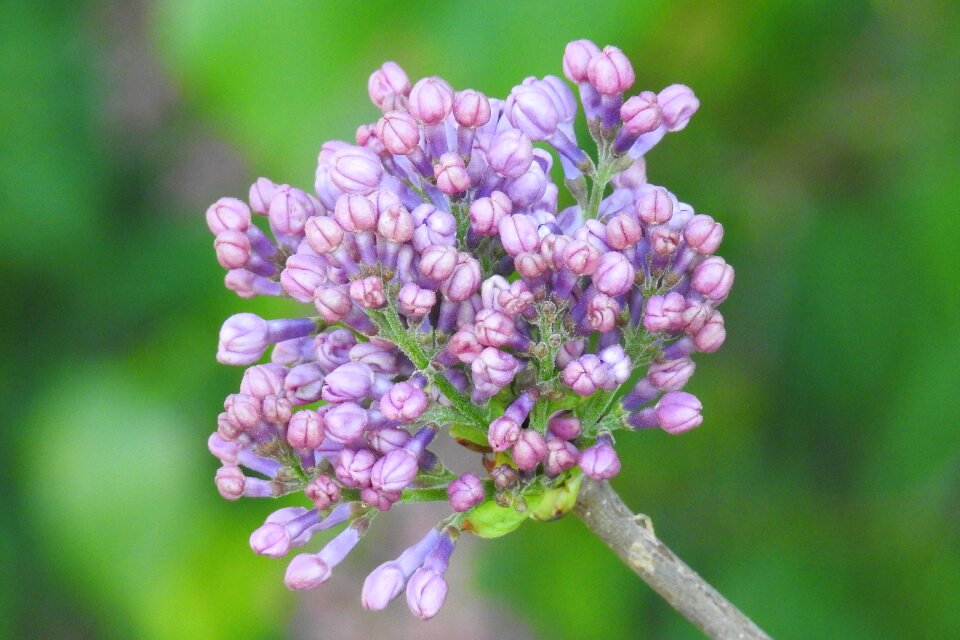 Nature plant garden