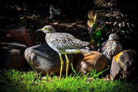 Feathers birds pair