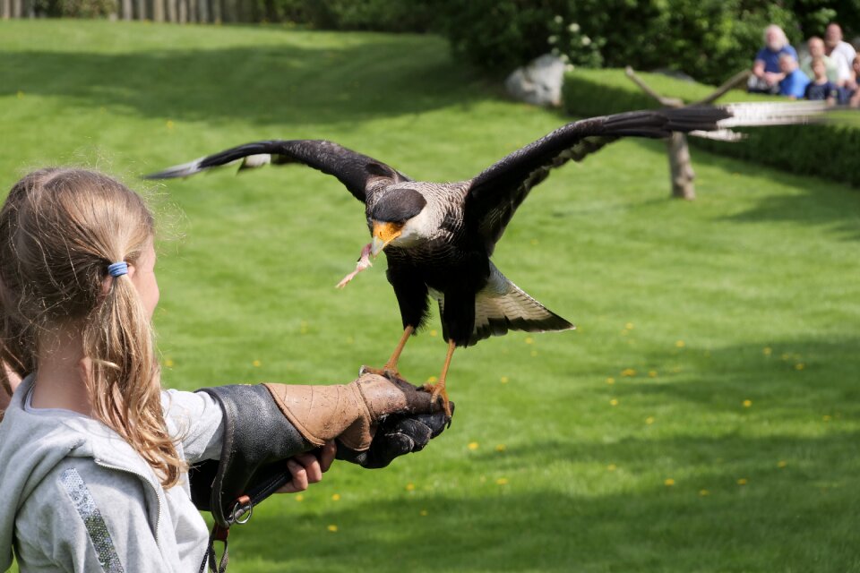 Wild bird birds girl