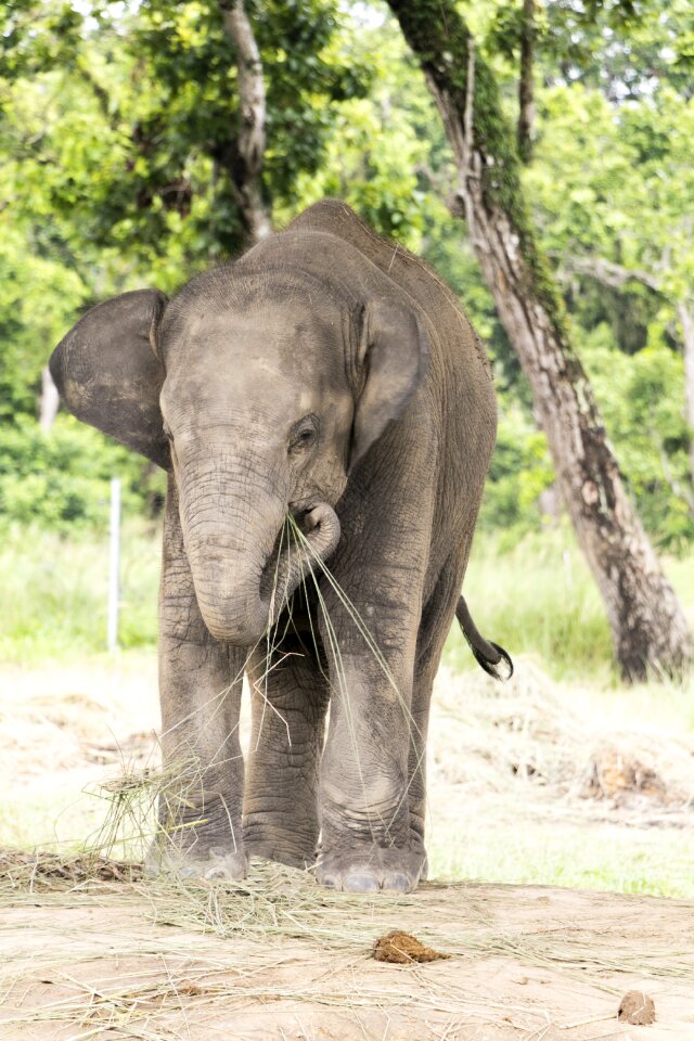 Fun animal wildlife