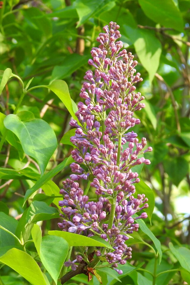 Flower nature leaf photo