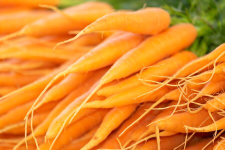 Fresh red carrots federal government