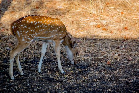 Travel wild animal animal photography photo