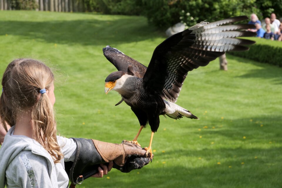 Caracara birds wildfowl