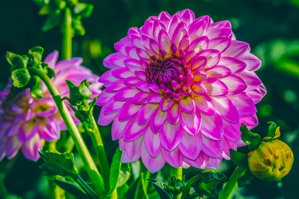 Bloom pink dahlias bud