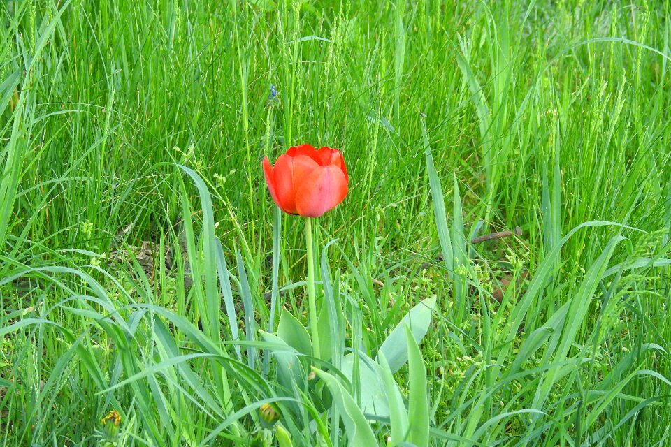 Nature spring field