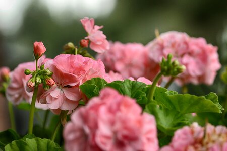 Blossom summer flower pink photo