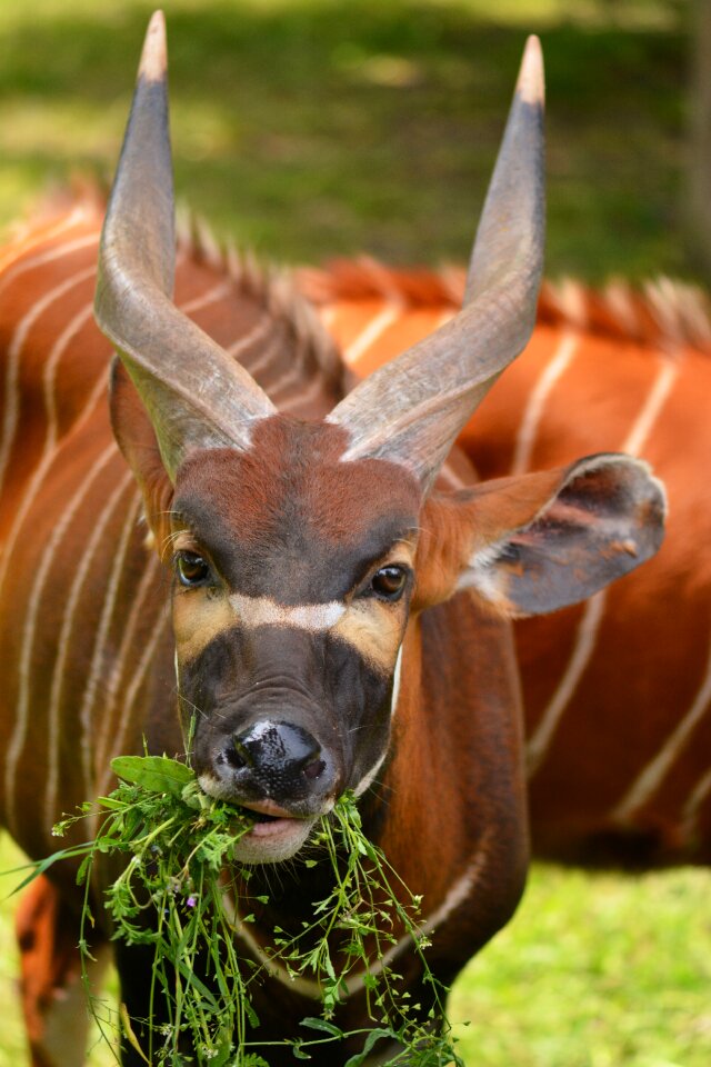 Mammal wild animal fauna