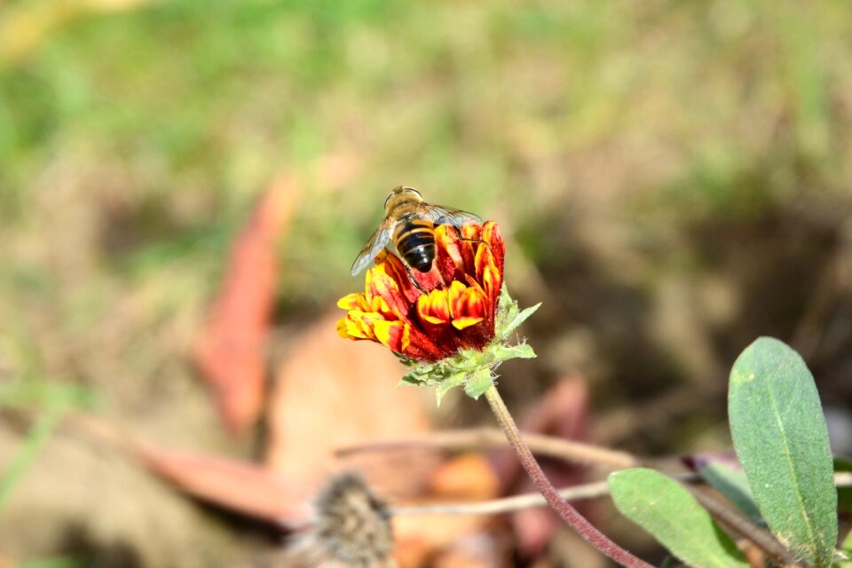 Plant flower insect