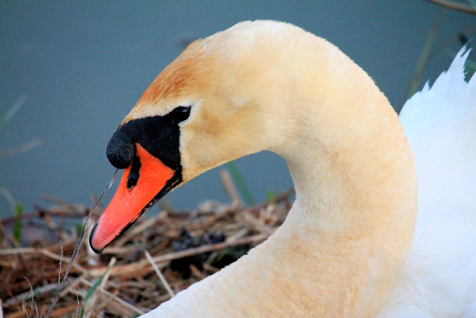 Swan bird nature