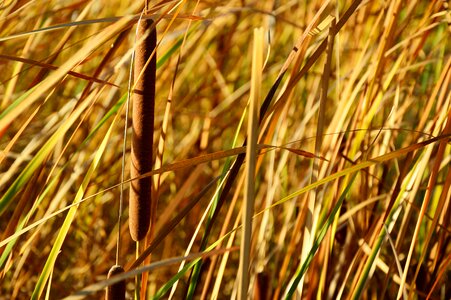 Riet tube cattail