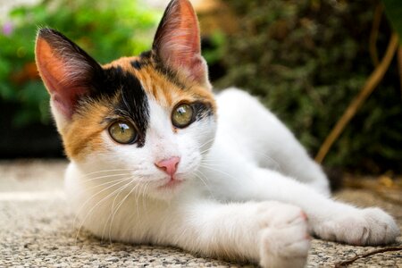Young cute animal