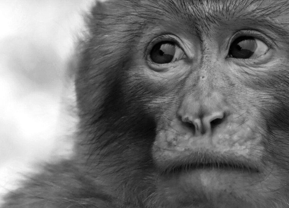 Animal wild animal zoo