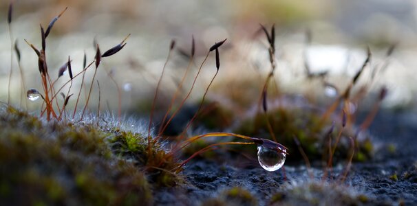 Drop of water nature landscape