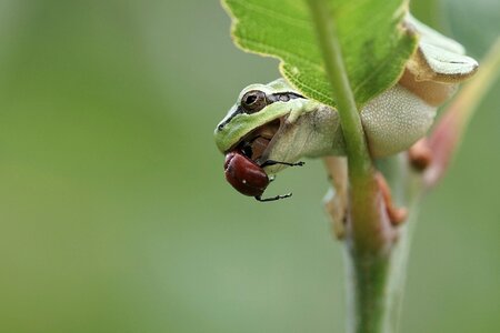 Frog amphibian camouflage