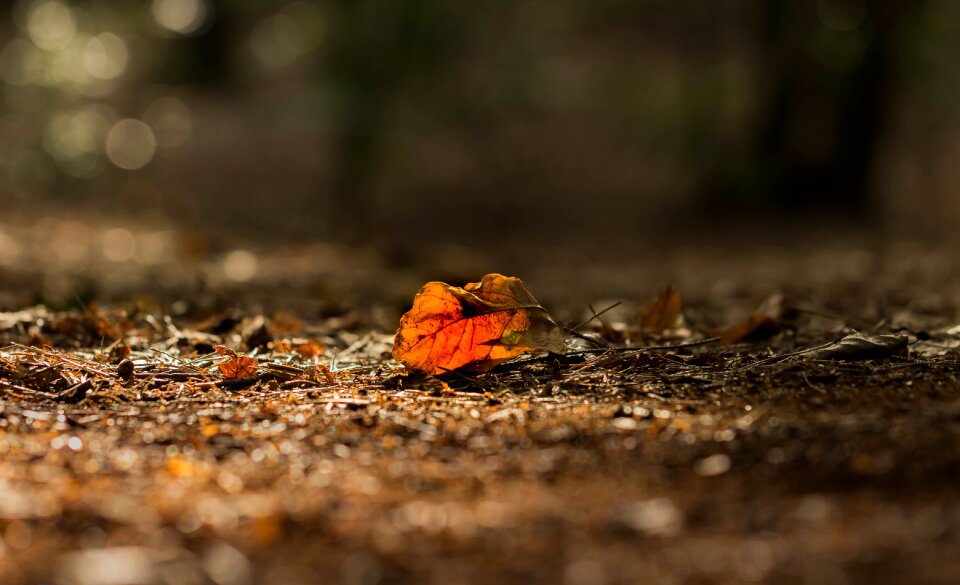 Season fall colors autumn leaves