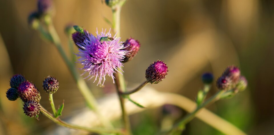 Bug nature blossom photo