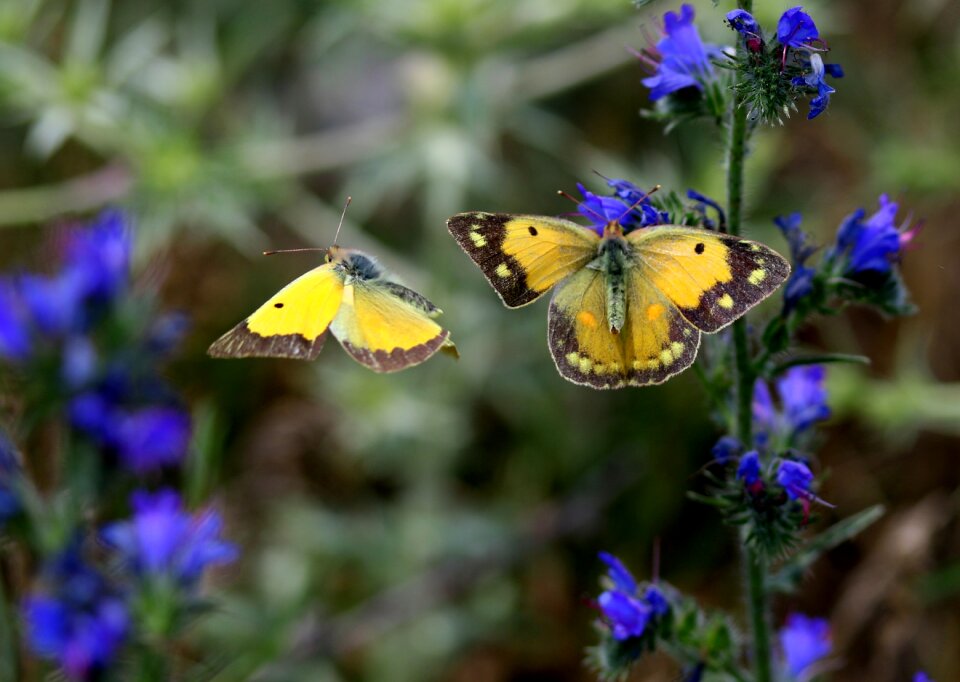Two flower insect