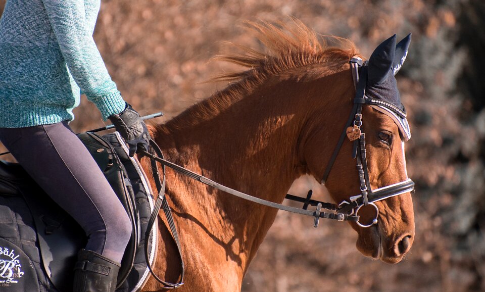 Fuchs english bridle