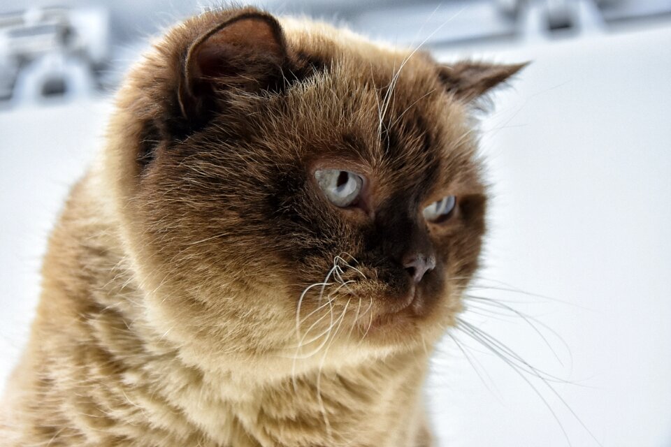 Breed cat domestic cat pet