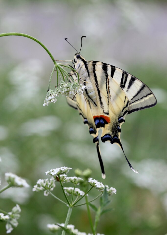 Great wings insecta