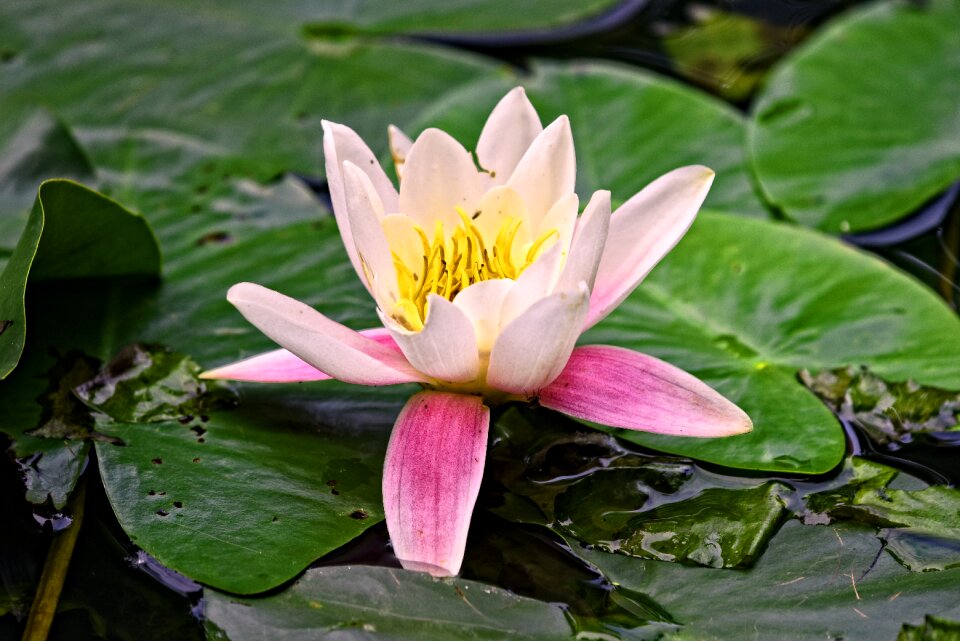 Flower pad lily pads