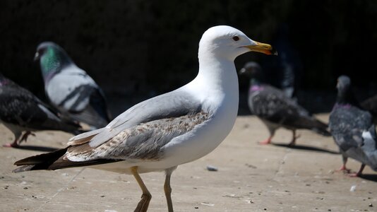 Nature wildlife marine