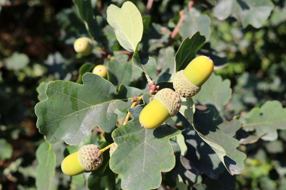 Tree fruit branch close up