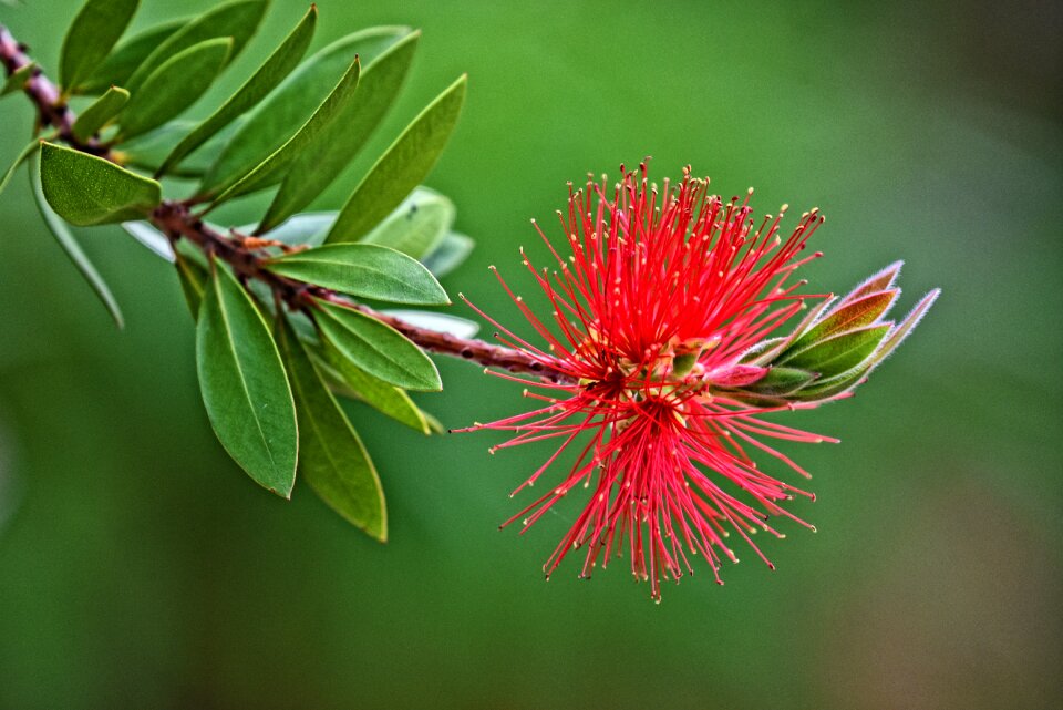 Callistemon blooming australia
