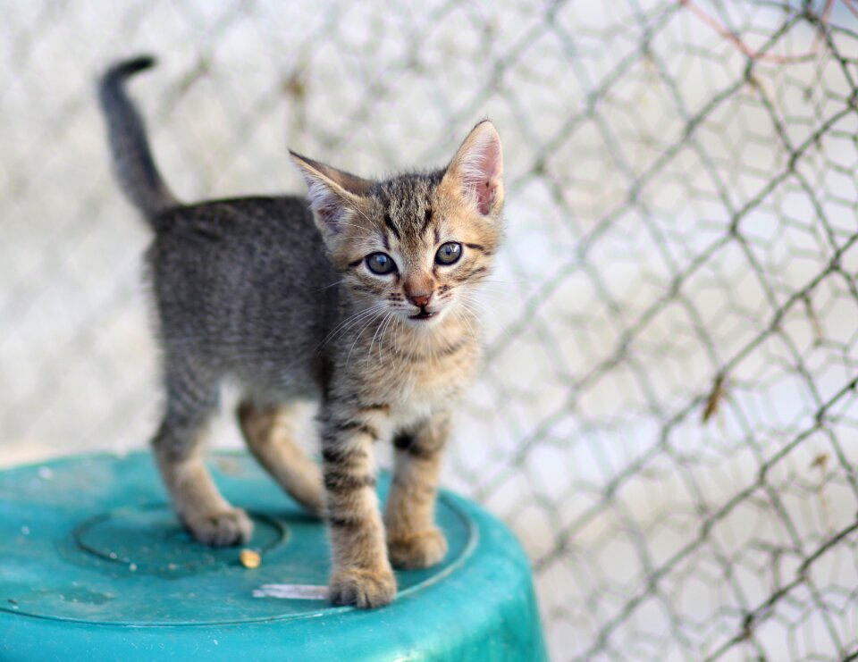 Small animals play