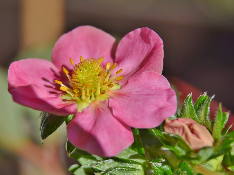 Ornamental strawberry pink flowers pink