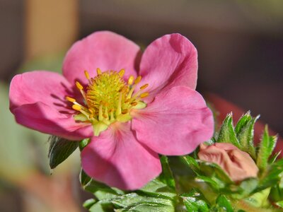 Ornamental strawberry pink flowers pink
