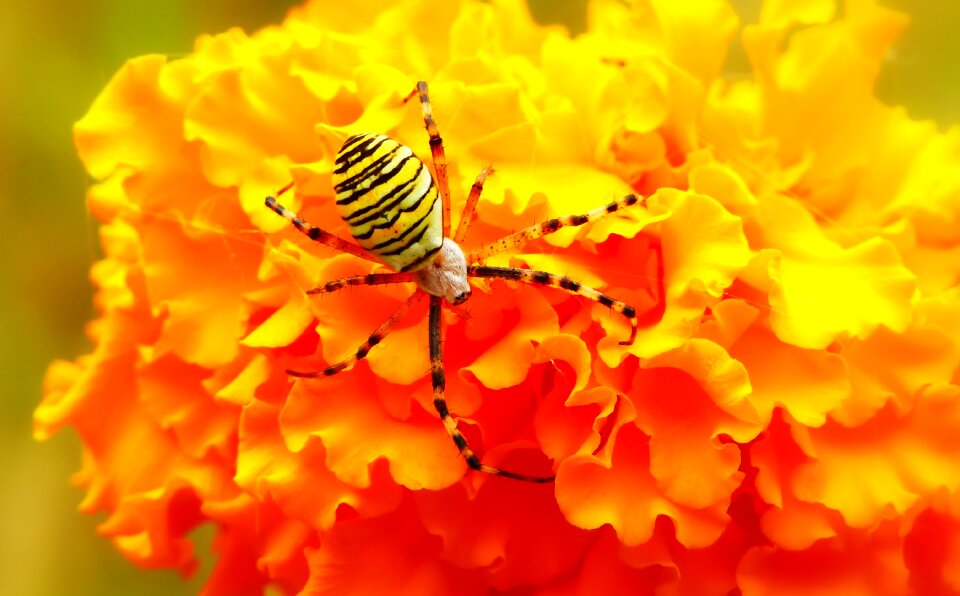 Flower turkish animals