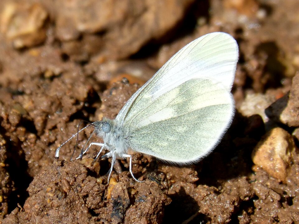 Blanqueta cabbage rhopalocera insect