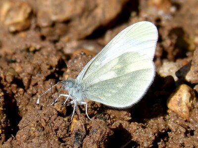 Blanqueta cabbage rhopalocera insect