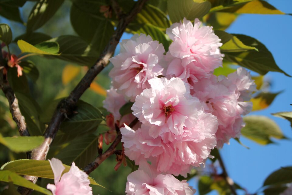 Sheet sakura blooming